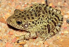 Lithobates areolatus