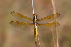 Libellula flavida