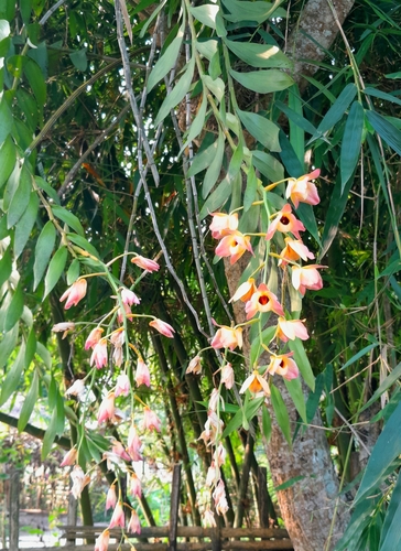Foto de Olho-de-boneca