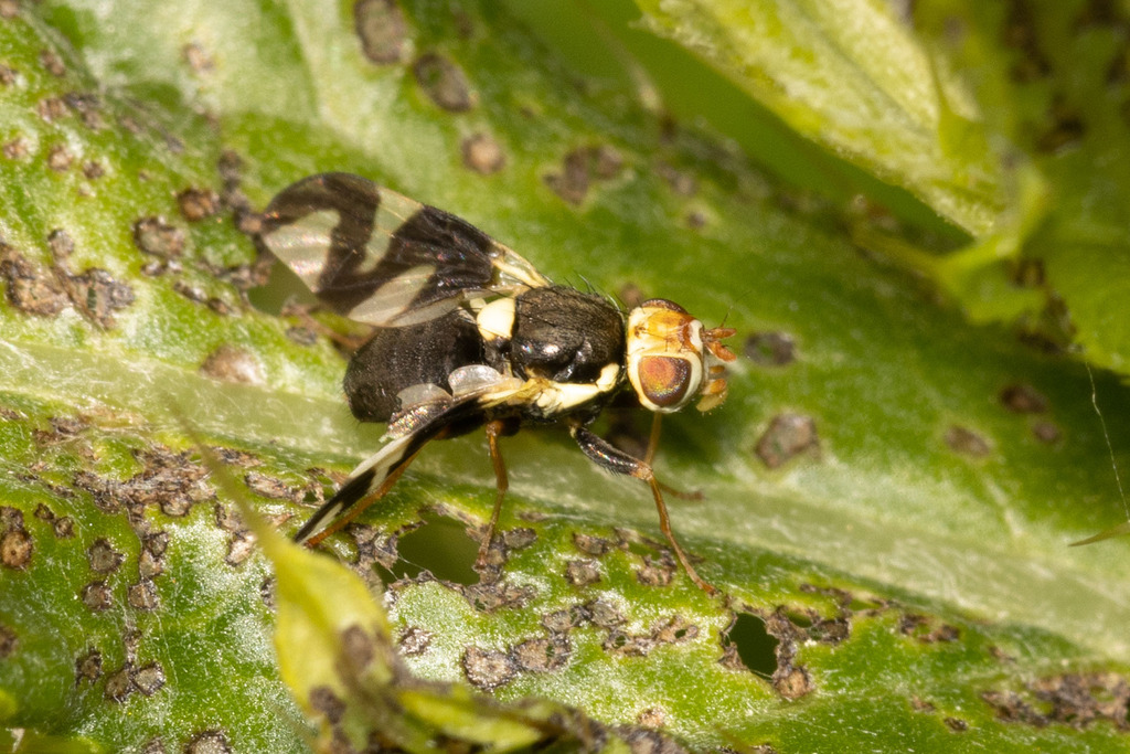 Thistle Stem Gall Fly from New Berlin, WI, USA on June 7, 2023 at 04:15 ...