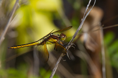 Libellula flavida