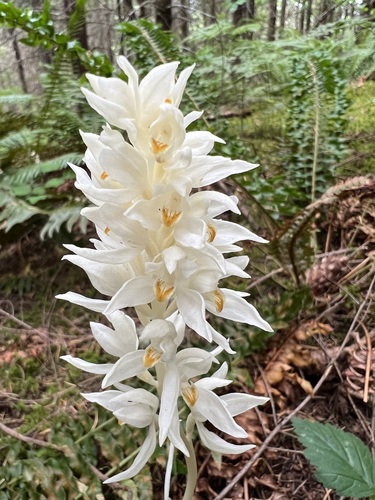 Phantom orchid (Cephalanthera austiniae)