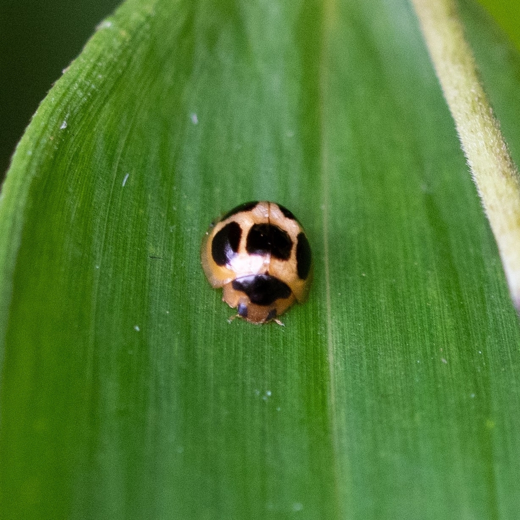 Exoplectrinae