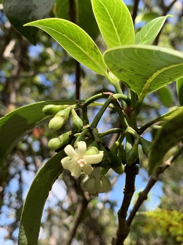 Psychotria hexandra, 2020-04-30