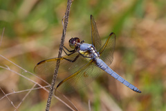 Libellula flavida