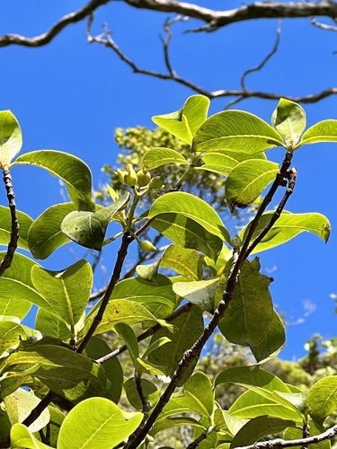 Psychotria hexandra, 2022-01-14
