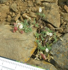 Astragalus whitneyi sonneanus