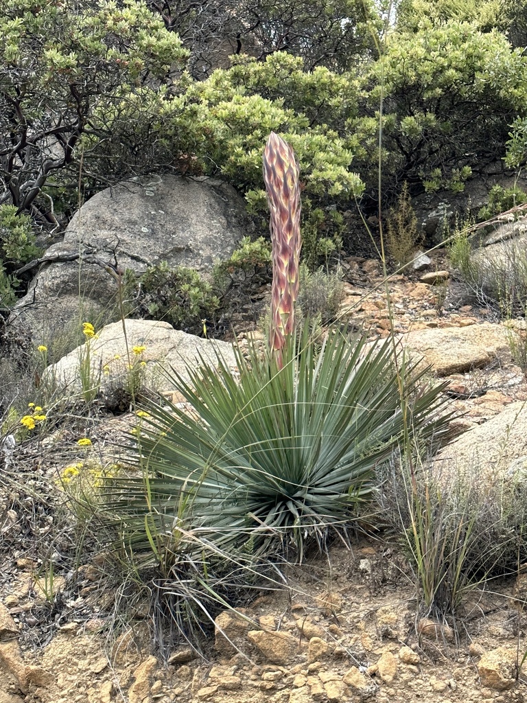 chaparral yucca from San Pasqual, Ramona, CA, US on June 7, 2023 at 01: ...