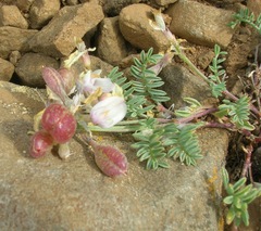 Astragalus whitneyi sonneanus