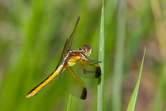 Libellula flavida
