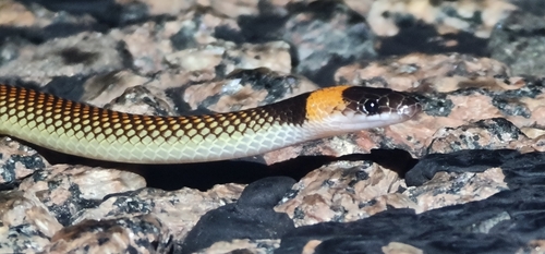 Orange-naped Snake