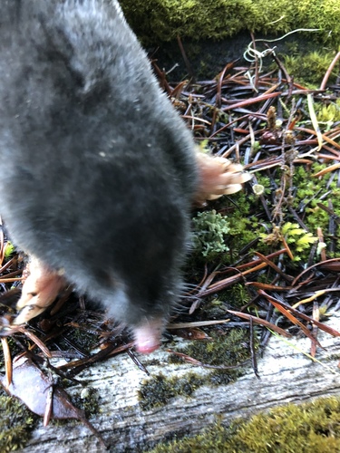iNaturalist observation photo of Northern Broad-footed Mole