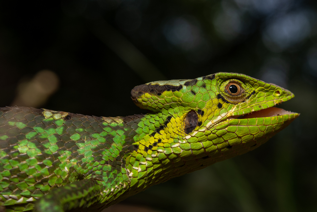 Walters' Casquehead Iguana