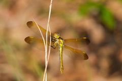 Libellula flavida