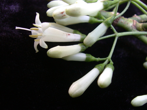 Psychotria hobdyi