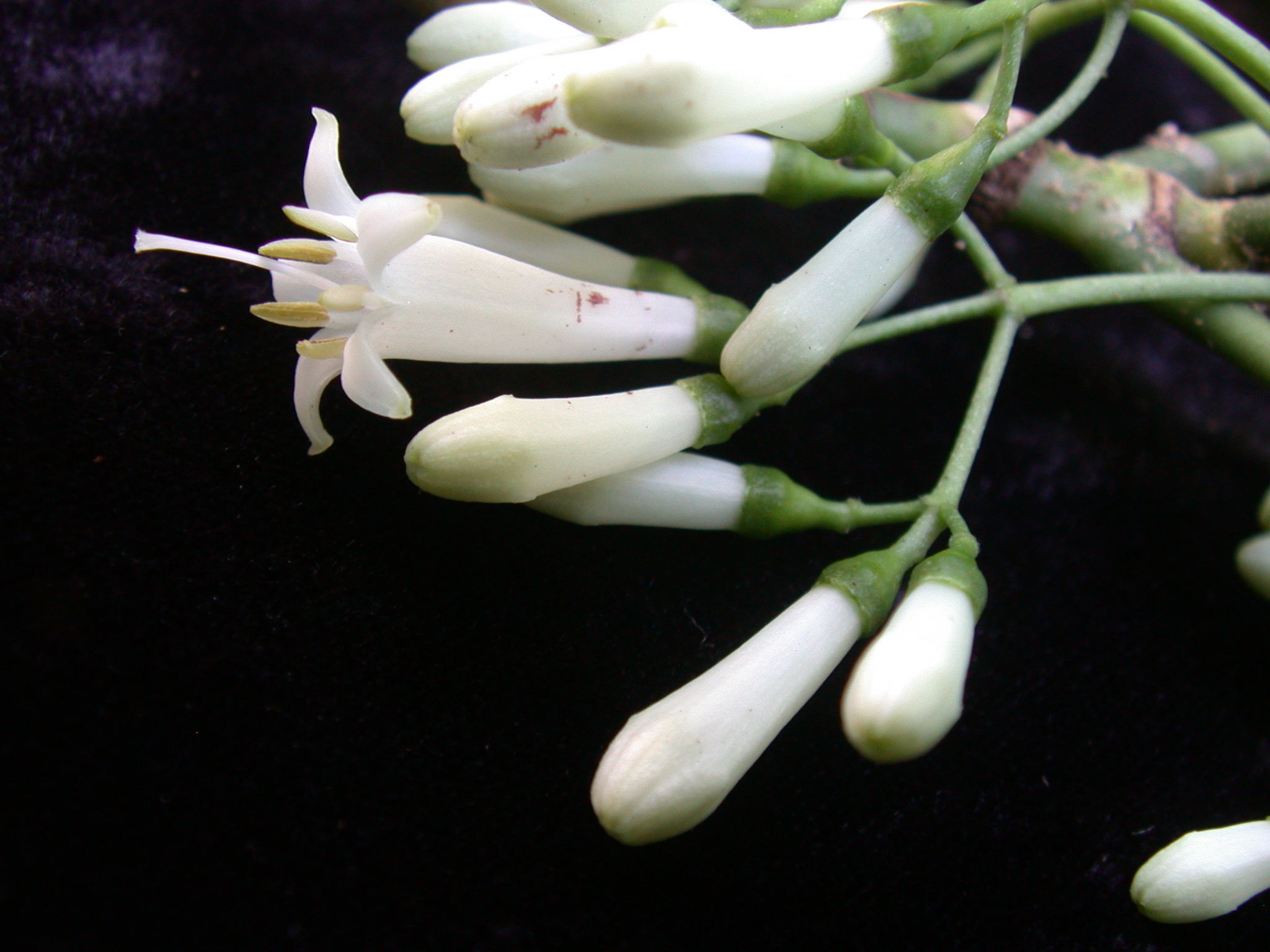 Psychotria hobdyi