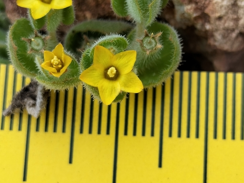Image of Mentzelia micrantha by no rights reserved