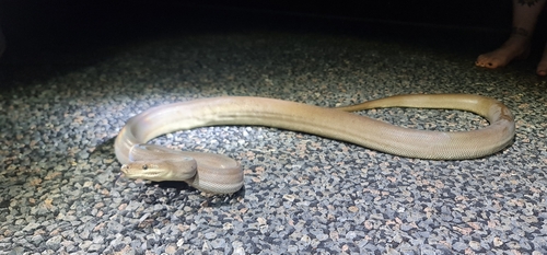 Olive Python