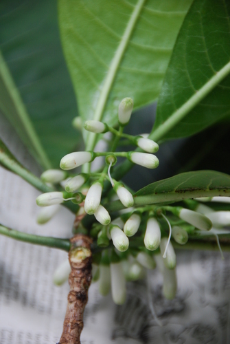 Psychotria hobdyi observed 2011-08-17