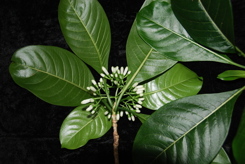 Psychotria hobdyi observed 2012-05-31