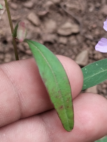 Image of Clarkia delicata by no rights reserved