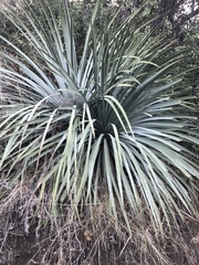 Hesperoyucca