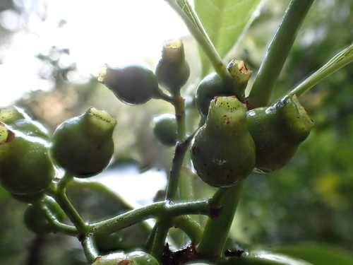 Psychotria hobdyi observed 2015-02-27