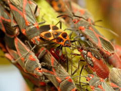 Tropidothorax sternalis