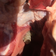 Cephenemyia
