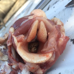 Cephenemyia