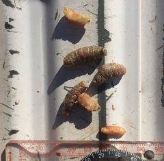 Cephenemyia