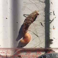 Cephenemyia