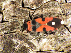 Horvathiolus superbus