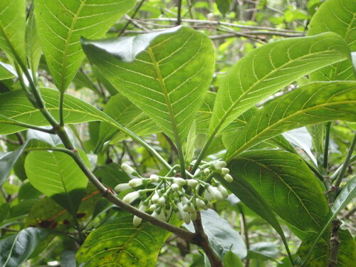 Psychotria hobdyi observed 2016-11-22