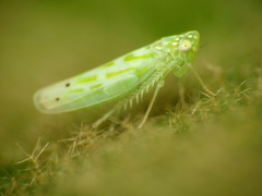 Micantulina stigmatipennis