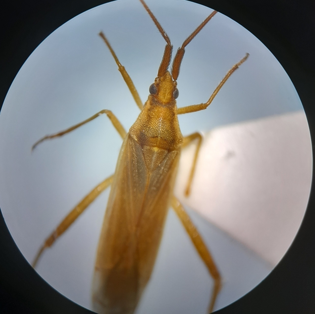 Stenodema vicinum