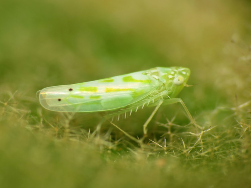 Micantulina stigmatipennis