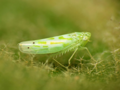 Micantulina stigmatipennis