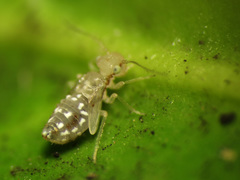 Trichopsocidae