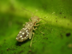 Trichopsocidae