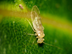 Trichopsocidae