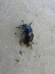 Nicrophorus mexicanus