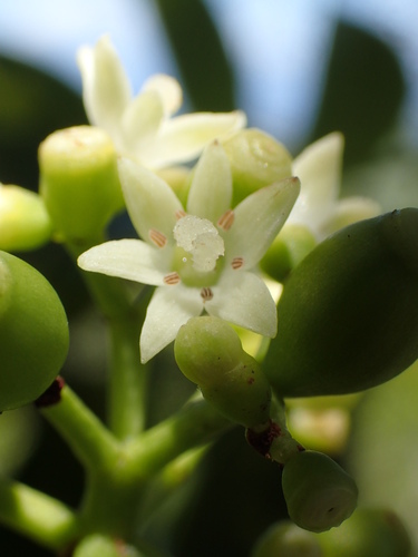 Psychotria kaduana