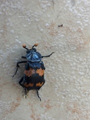 Nicrophorus mexicanus