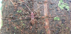 Ambonus distinctus
