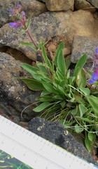 Penstemon pruinosus