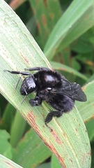 Bombus morio