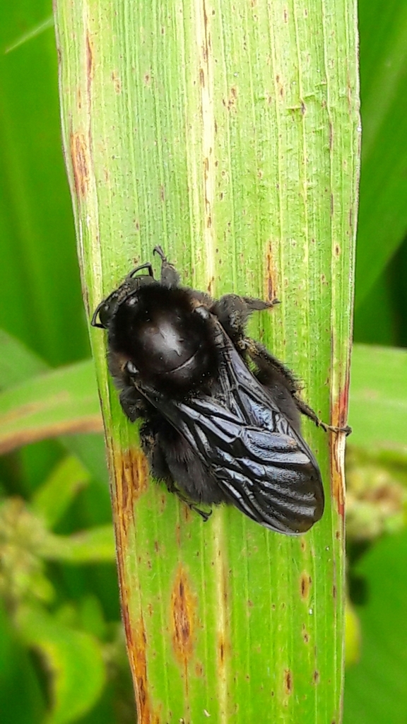 Bombus morio