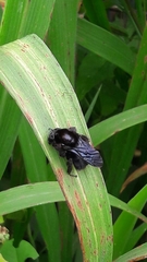 Bombus morio