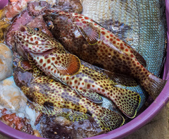 Epinephelus adscensionis